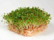 Kiełki – tego brakuje Twojemu ciału! kielki