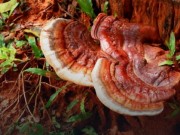 Grzyby reishi Grzyby-reishi