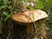 Dzikie grzyby dzikie-grzyby