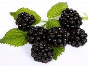 Jeżyny są super food! jezyny-sa-super-food