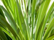 Jukka i oczyszczające właściwości liści jukki jukka