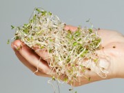 Kiełki roślin kielki-roslin