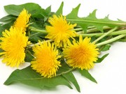 Mniszek lekarski – super food! mniszek-lekarski