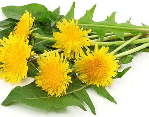 Mniszek lekarski – super food! mniszek-lekarski