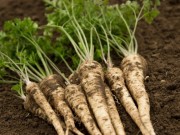 Natka pietruszki – superfood natka-pietruszki