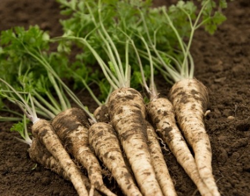 Natka pietruszki – superfood natka-pietruszki