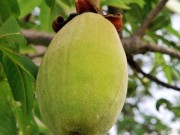 Owoce baobabu owoce-baobabu