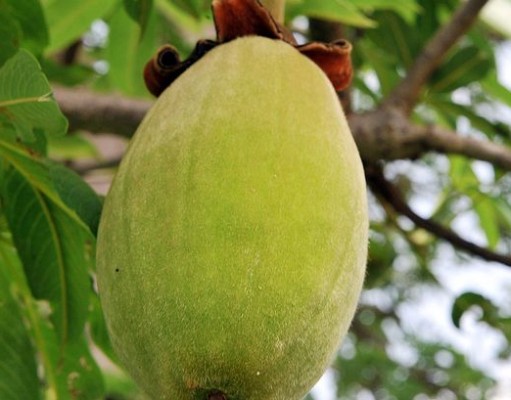 Owoce baobabu owoce-baobabu