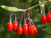 Śliwka Kakadu sliwka-kakadu