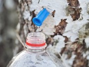 Sok z brzozy – staropolski sposób na zdrowie! sok-z-brzozy