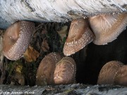 Twardnik japoński twardnik-japonski