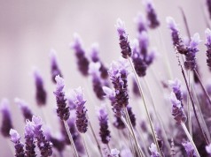 Lawenda – zastosowanie AŻ 20 pomysłów! zastosowanie-olejku-lawendowego