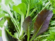 Kapusta sitowata czyli musztardowiec Kapusta-sitowata-czyli-musztardowiec