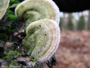 Wrośniak, czyli ogon indyka Wrosniak