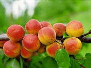 Morele – co takiego zawierają, że warto je jeść?! morele-jako-super-food