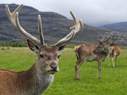 Poroża i rogi poroza-i-rogi-superfood