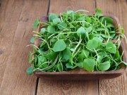 Rukiew wodna rukiew-wodna