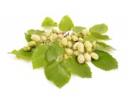 Morwa biała – co warto wiedzieć? MORWA-BIALA