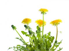 Mniszek lekarski i jego lecznicze właściwości mlecz-mniszek-lekarski