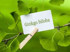 Zioła poprawiające pracę mózgu w czasie egzaminów ginkgo-biloba