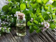 Najlepsze zioła przeciwwirusowe i wspomagające odporność Najlepsze zioła przeciwwirusowe i wspomagające odporność