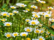 Rumianek na włosy — porady i przepisy pole-pelne-stokrotki